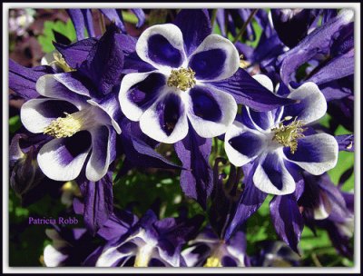 Very Pretty Flowers