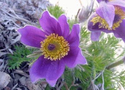 Pulsatilla Vulgaris-Pasque Flower