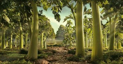 celery forest