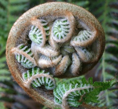 fern fronds