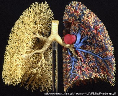 fractal lungs