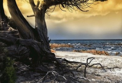 Old tree and the sea