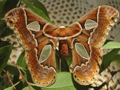 Mariposas Nocturnas - Colombia