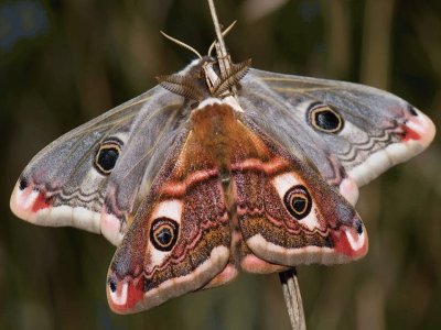 Mariposas Nocturnas