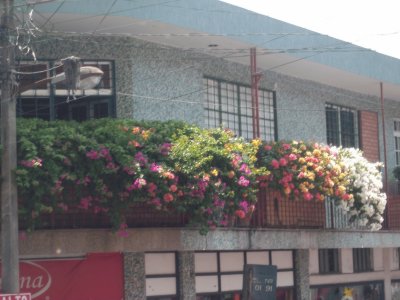 balcÃ³n florido