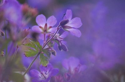 Delicate Flowers in Morning Mist