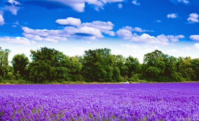 lavender fields