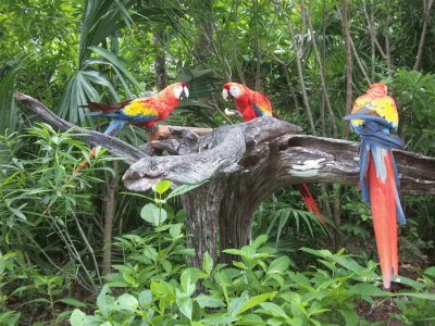 aves multicolores