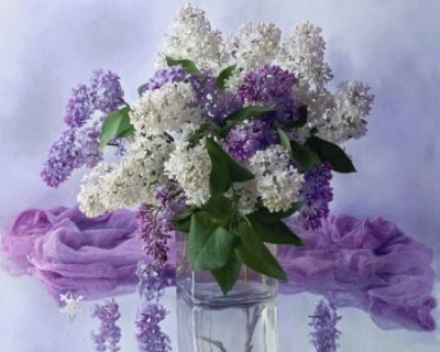 Purple and White Lilacs