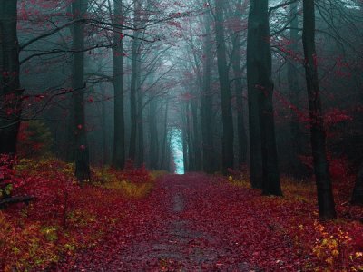 autumn in the forest