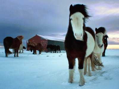 Iceland homestead