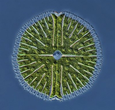 diatom