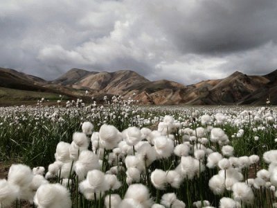 cotton grass Iceland