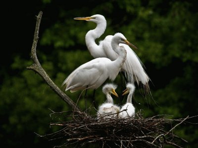 egret and chicks