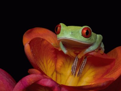 red-eyed tree frog