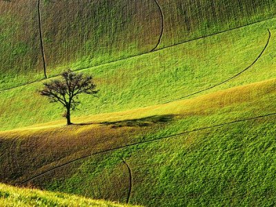 tree in field