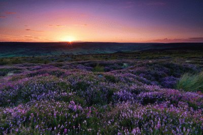 heather in the moors