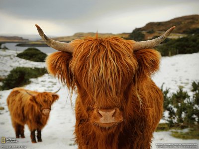 highland cattle