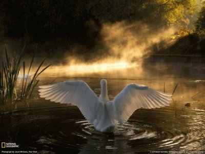 firefox swan