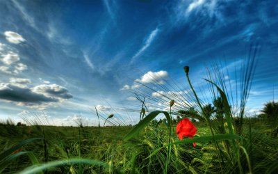 flower field