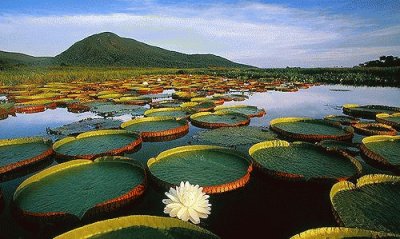 Lilypads