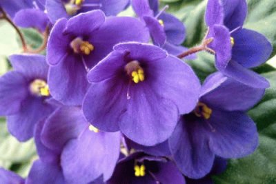 African Violet House Plant