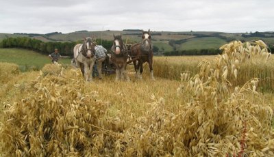 Clydesdales at harvest