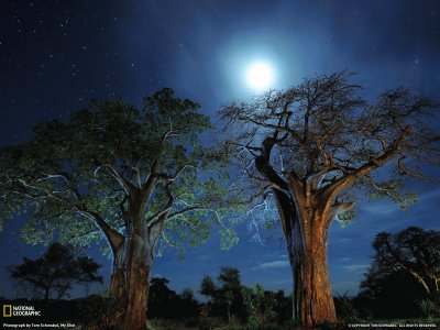 Baobob trees