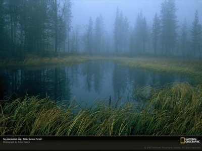 boreal landscape