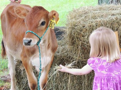 Calf and Girl