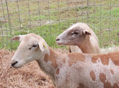 Sheared Sheep