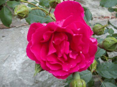 Rose