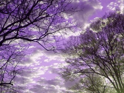 Purple Sky