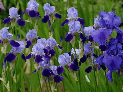 Purple Iris Flowers