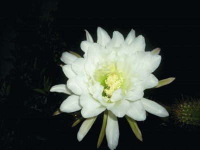 fiore di cactus