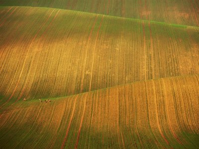 field with deer