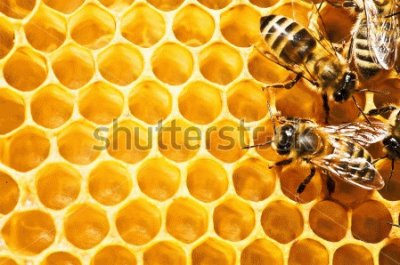 Working Bees