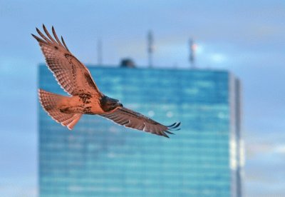 over Boston Commons