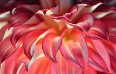 dahlia closeup