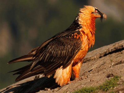 El Quebrantahuesos de los Pirineos