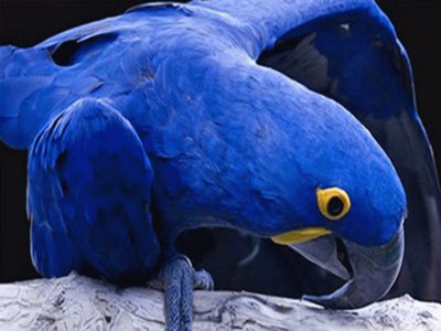 Loro azul -Brasil