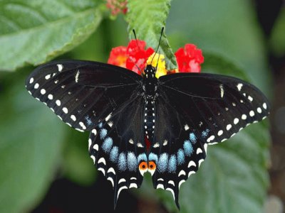 Mariposa Cola de Golondrina