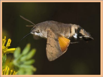 Mariposa ColibrÃ­