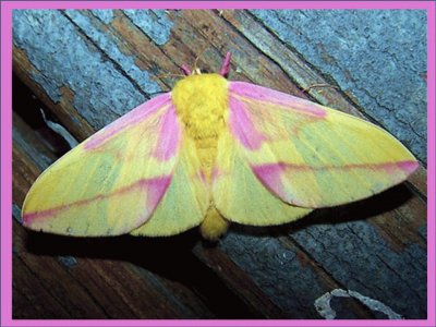 Mariposa Rosada del Arce