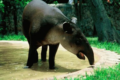 HERMOSO TAPIR MEXICANO