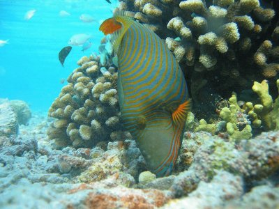 Blue-green Chromis - Maldivas