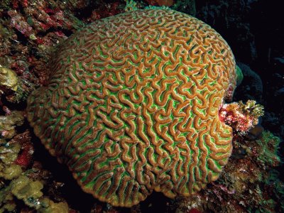 Coral Boulder Brain - Mar caribe