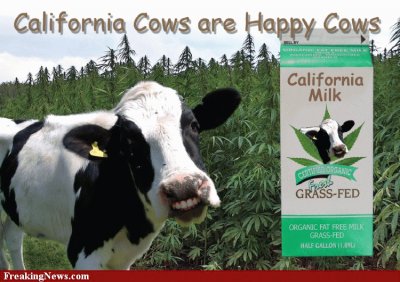 California Happy Cow- 