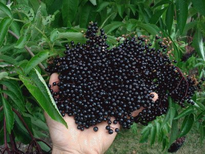 Deep Purple Elderberries