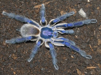 tarantula azul